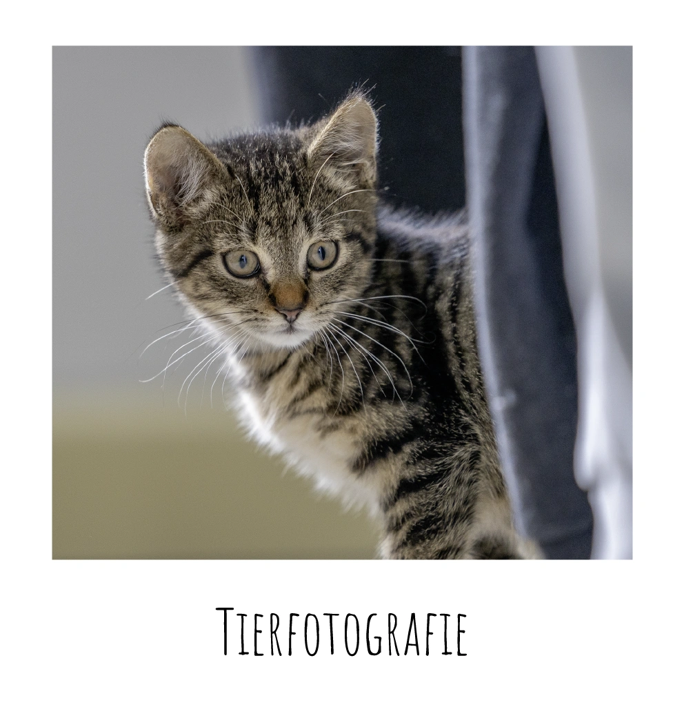 Tierfotografie